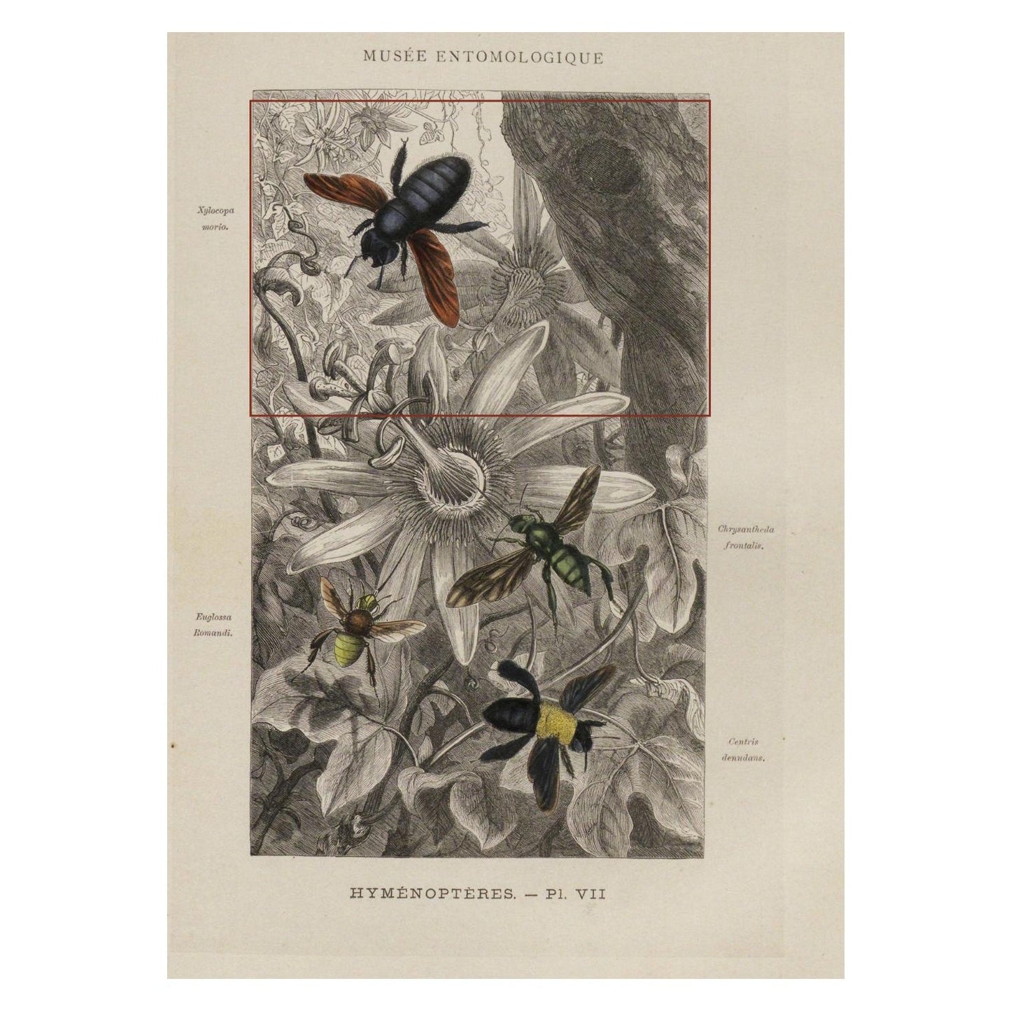 The source sheet: plate Hyménoptères VII from the Musée entomologique illustré, Paris 1878, with the part printed on the mug marked