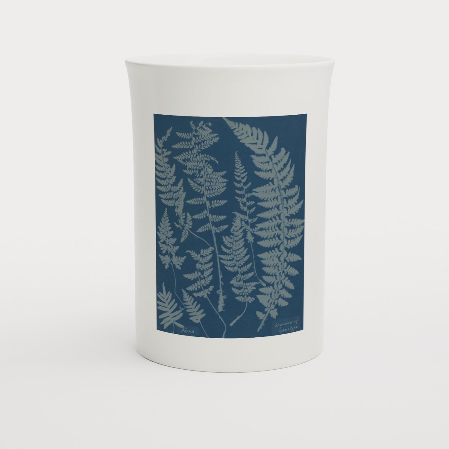 The Curator's Choice – Tazzarte fine porcelain mug with Anna Atkins's cyanotype fern, 1840s
