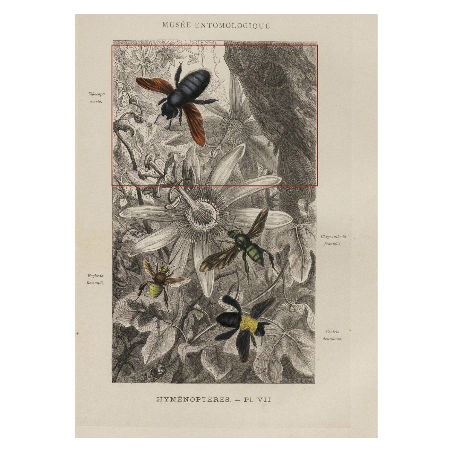 The source sheet: plate Hyménoptères VII from the Musée entomologique illustré, Paris 1878, with the part printed on the mug marked