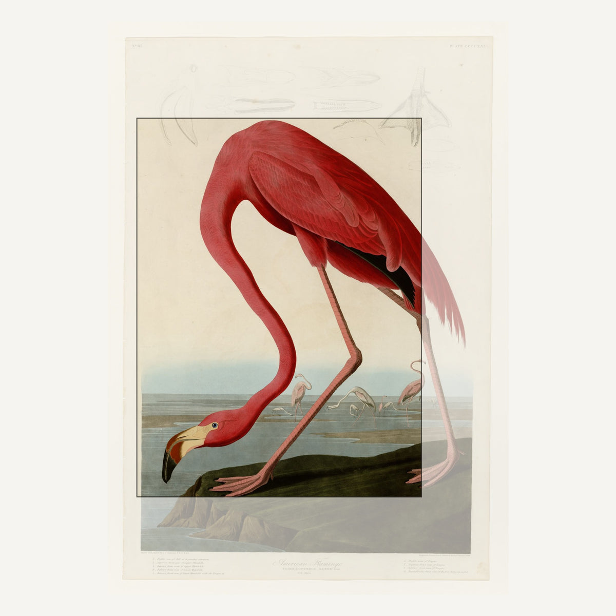 John James Audubon, American Flamingo, Plate 431 of The Birds of America, 1838 – the complete hand-coloured plate at the University of Pittsburgh; the marked section is the one carried on the mug