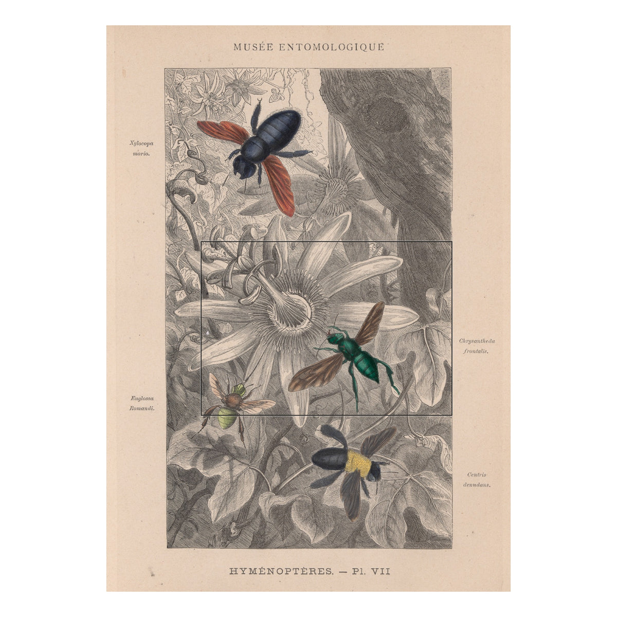 The whole plate Hyménoptères Pl. VII, Musée entomologique illustré 1878, with the printed part of the mug marked