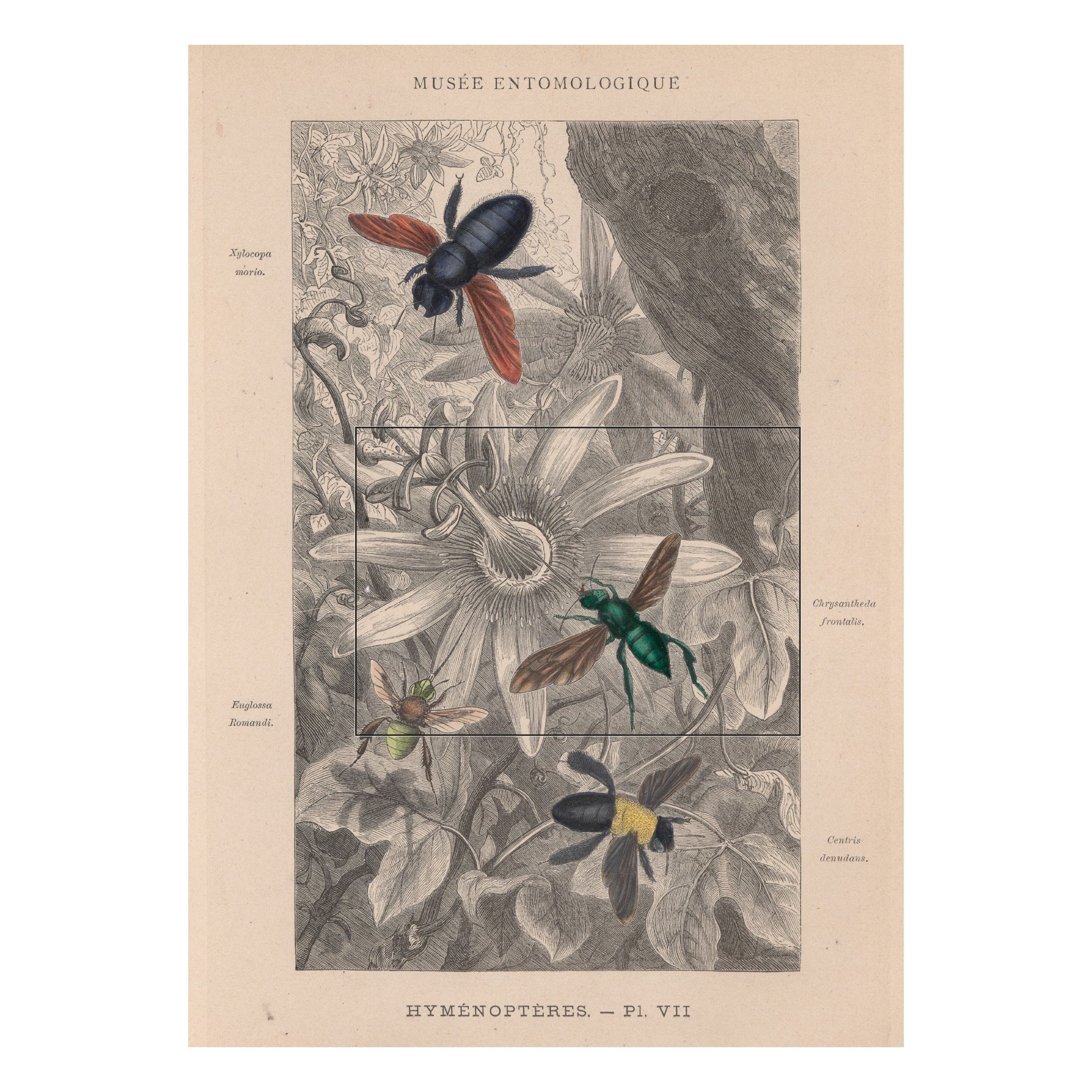 The whole plate Hyménoptères Pl. VII, Musée entomologique illustré 1878, with the printed part of the mug marked