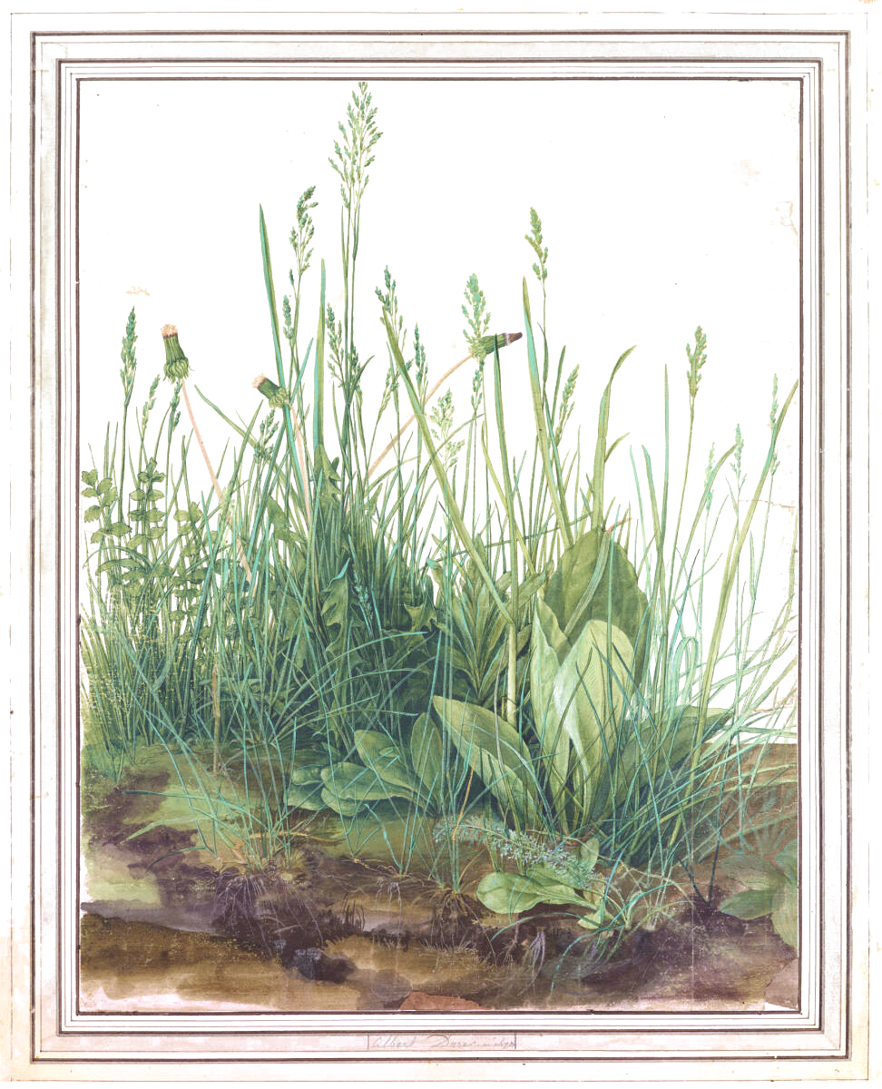 Albrecht Dürer – Great Piece of Turf (Das große Rasenstück), 1503, isolated on white